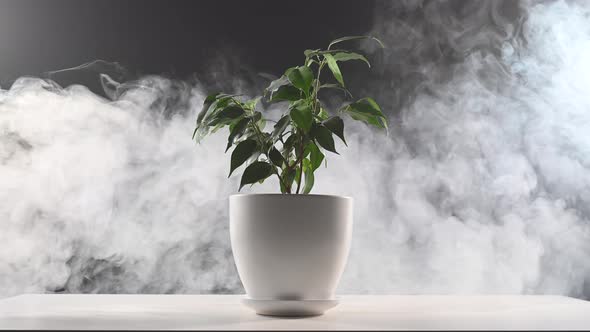 Smoke on a Ficus in a Pot on a Black Background