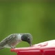 Hummingbird drinking from bird feeder 4K - VideoHive Item for Sale