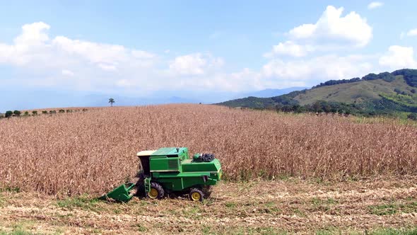 Corn Harvest