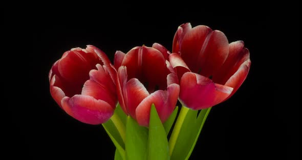 Timelapse of Red Tulips Flower Blooming on White Background