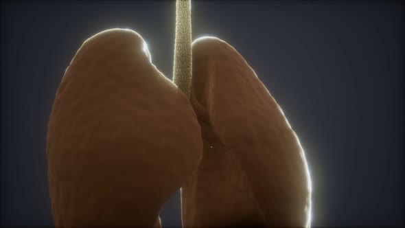 3d Animation of Human Lungs