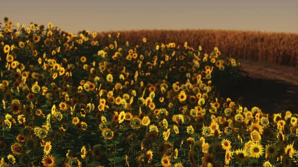 Field of Blooming Sunflowers on a Background Sunset