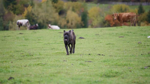 Brown bulldog walking in the green field