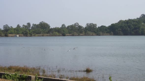 Birds Flying at Jambughoda Wildlife Sanctuary