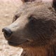 Large Brown Bear Smelling Around on a Sandy Bank on a Sunny Day in Summer   - VideoHive Item for Sale