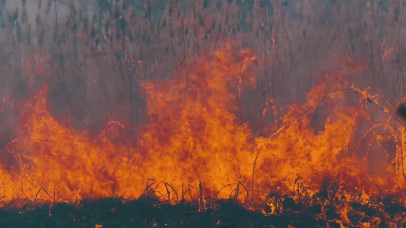 Fire in the Forest. Flame From Burning Dry Grass, Trees and Reeds. Slow Motion