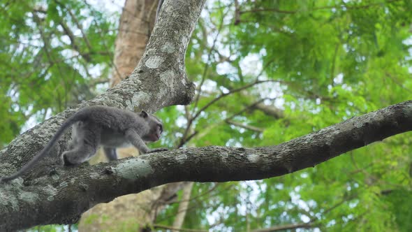 Monkeys in the Forest in Bali