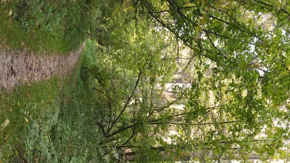 Vertical Video Autumn Forest with Trees in Ukraine Slow Motion