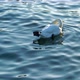 White Swan Floating Smoothly along the Water Surface - VideoHive Item for Sale