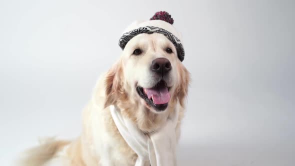 Funny Portrait of a Golden Retriever in a Warm Scarf on a White Background