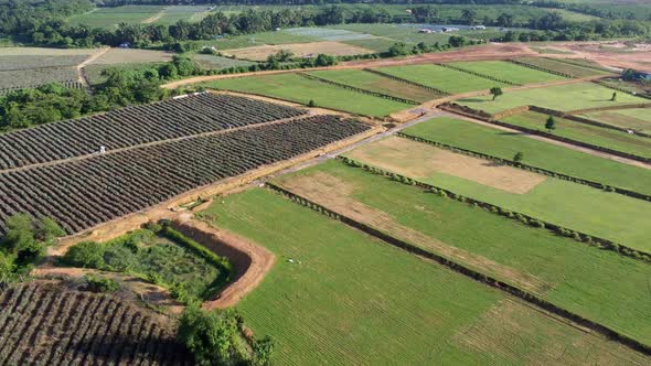 Aerial view green plantation in countryside