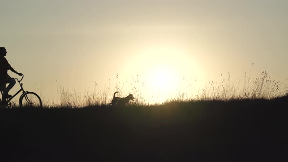 Silhouettes of a Young Family on Bicycles and with a Dog on a Sunset Background