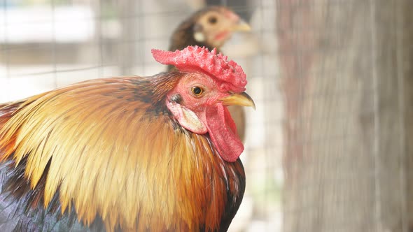 Closeup of a Beautiful Adult Rooster in a Pen