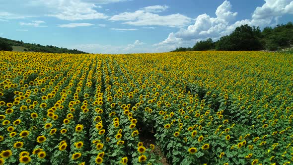 Sunflowers