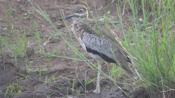Water thick-knee cleaning his feathers