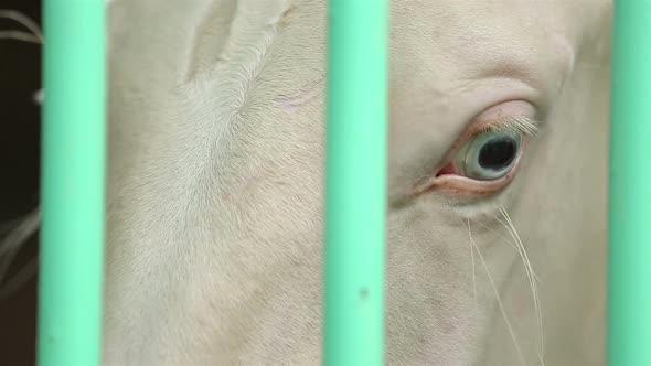 Closeup of White Thoroughbred Horse with Turquoise Eyes in the Stall