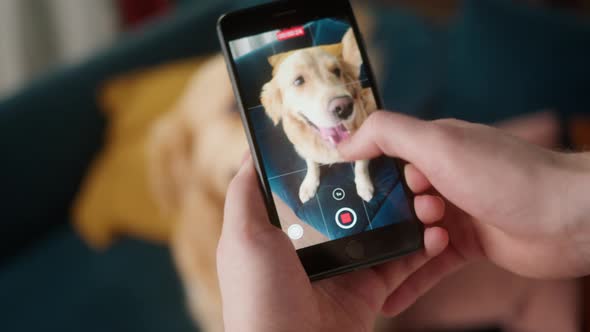 Man Hands Holds a Smartphone and Takes a Picture of Retriever Dog