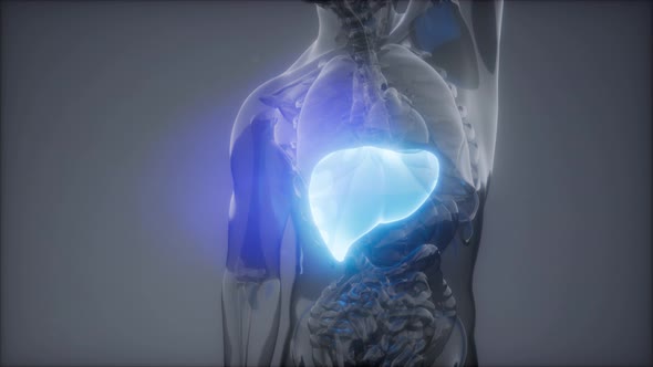 Human Liver Radiology Exam alt