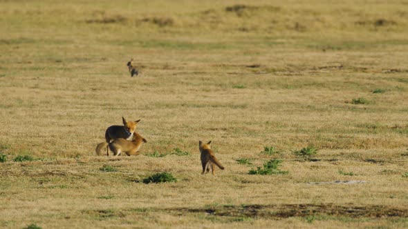 Lively fox pups playing with uninterested vixen in sunset grassland glow