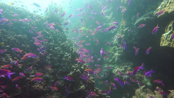 Coral Reef and Tropical Fish Underwater. Camiguin, Philippines
