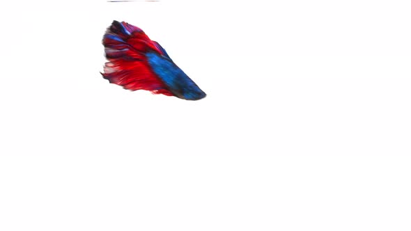 Siamese fighting fish (Betta splendens)