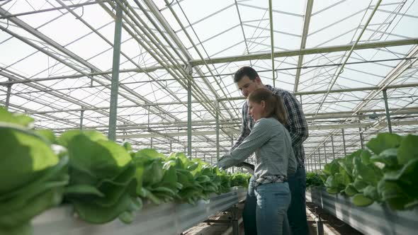 Farmers Using Modern Technology to Check Crop of Organic Green Salad