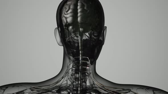 Brain and Nervous System of Human alt