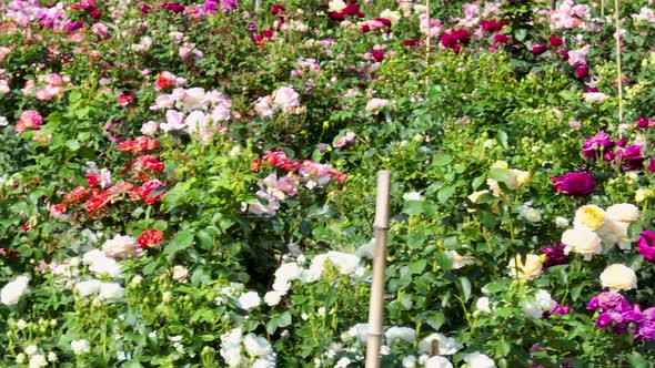 Flying over delicate picturesque bush blooming roses on a summer day in the park. Rose garden