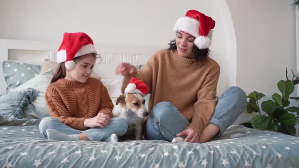 Happy Woman in Santa Hat with Girl Daughter and Smiling Jack Russell Terrier Dog Sit on Beautiful