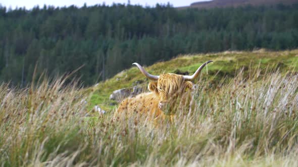 Highland cattle. They have long horns and long wavy coats that are colored black, brindle, red, yell