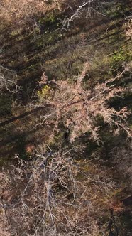 Vertical Video of an Autumn Forest During the Day