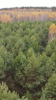 Vertical Video of an Autumn Forest During the Day