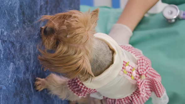 Little Dog Yorkshire Terrier at a Vet Clinic