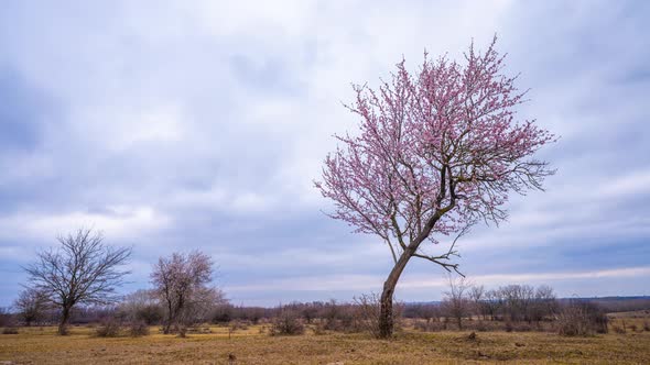 A Lonely Tree Blooming in Spring