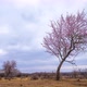 A Lonely Tree Blooming in Spring - VideoHive Item for Sale