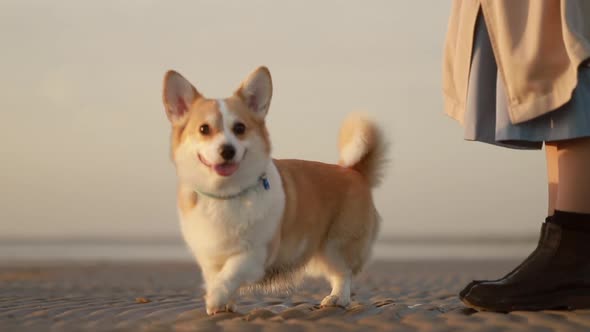 Woman Owner and Corgi Dog are Walking Along Sea Shore on Autumn Evening Outdoors Spbi