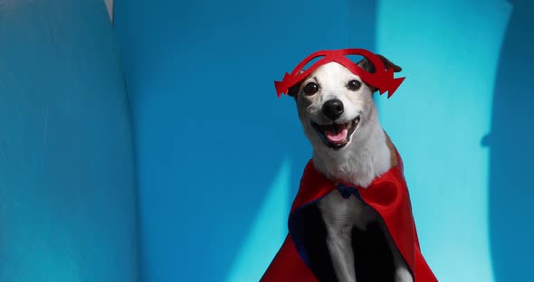 Cute Cheerful Jack Russell Terrier in Red Mask