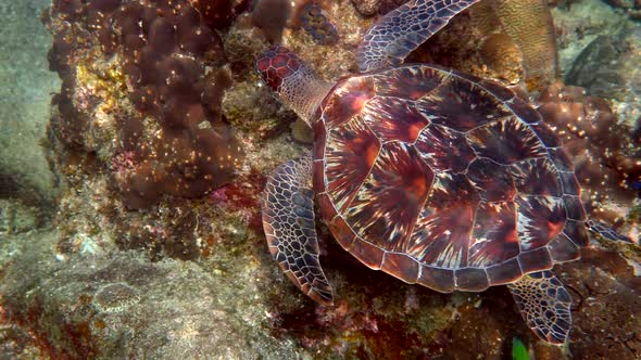 Hawksbill Sea Turtle Glides in Blue Ocean on the Background of Coral Reefs