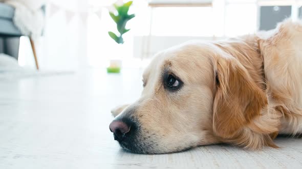 Golden Retriever Dog Lying on the Floor