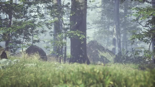 Green Grass in the Forest at Sunny Summer Morning