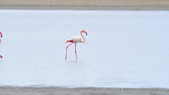 Flamingo Feeding in Shallow Water Phoenicopterus Ruber Feeds in Shallow Water Wild Greater Flamingo