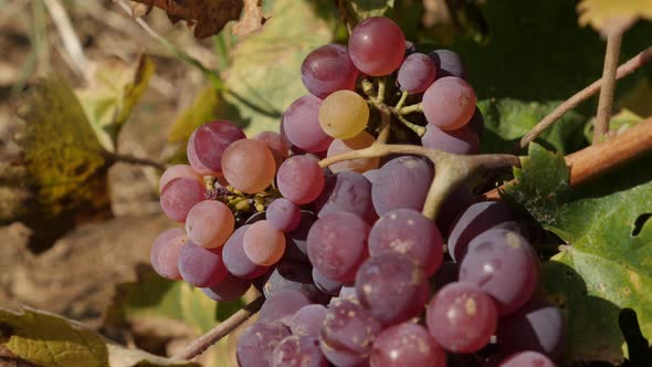 Shallow DOF of grapes in a vineyard close-up 4K video