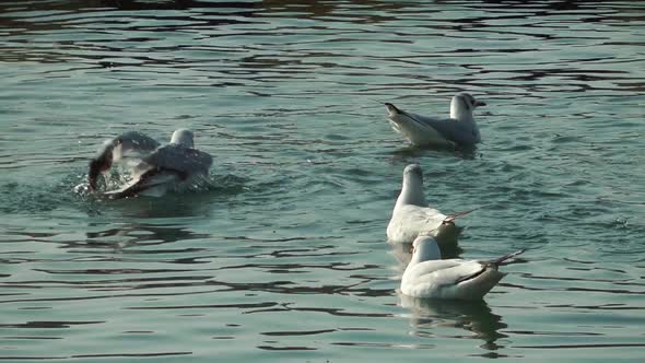 Seagulls Swimming On The Calm Sea Water