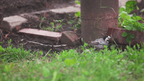 Wagtail Bird Looks For Insects
