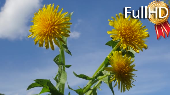 Yellow Flowers Dandelion Blowball Three Flowers