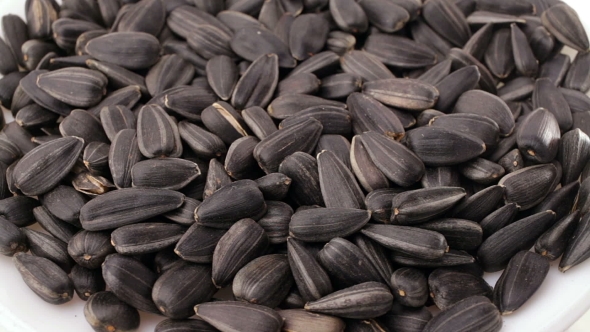 Sunflower Seeds Rotation On a White Background