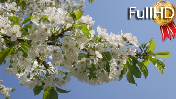 Flowering Branch of Cherry Rocks Against the Sky