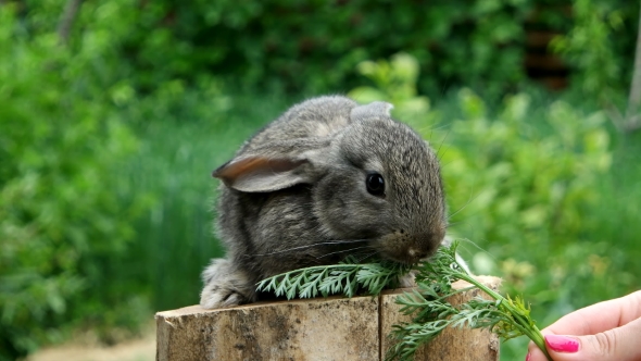 Rabbit. Feeding Animal 