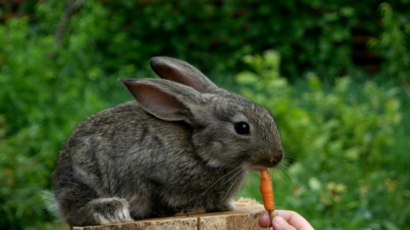 Rabbit. Feeding Animal 