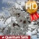Flowering Branch Sways in the Wind - VideoHive Item for Sale